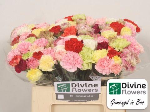 Срезанные цветы оптом Dianthus st rainbow от 90шт из Голландии с доставкой по России