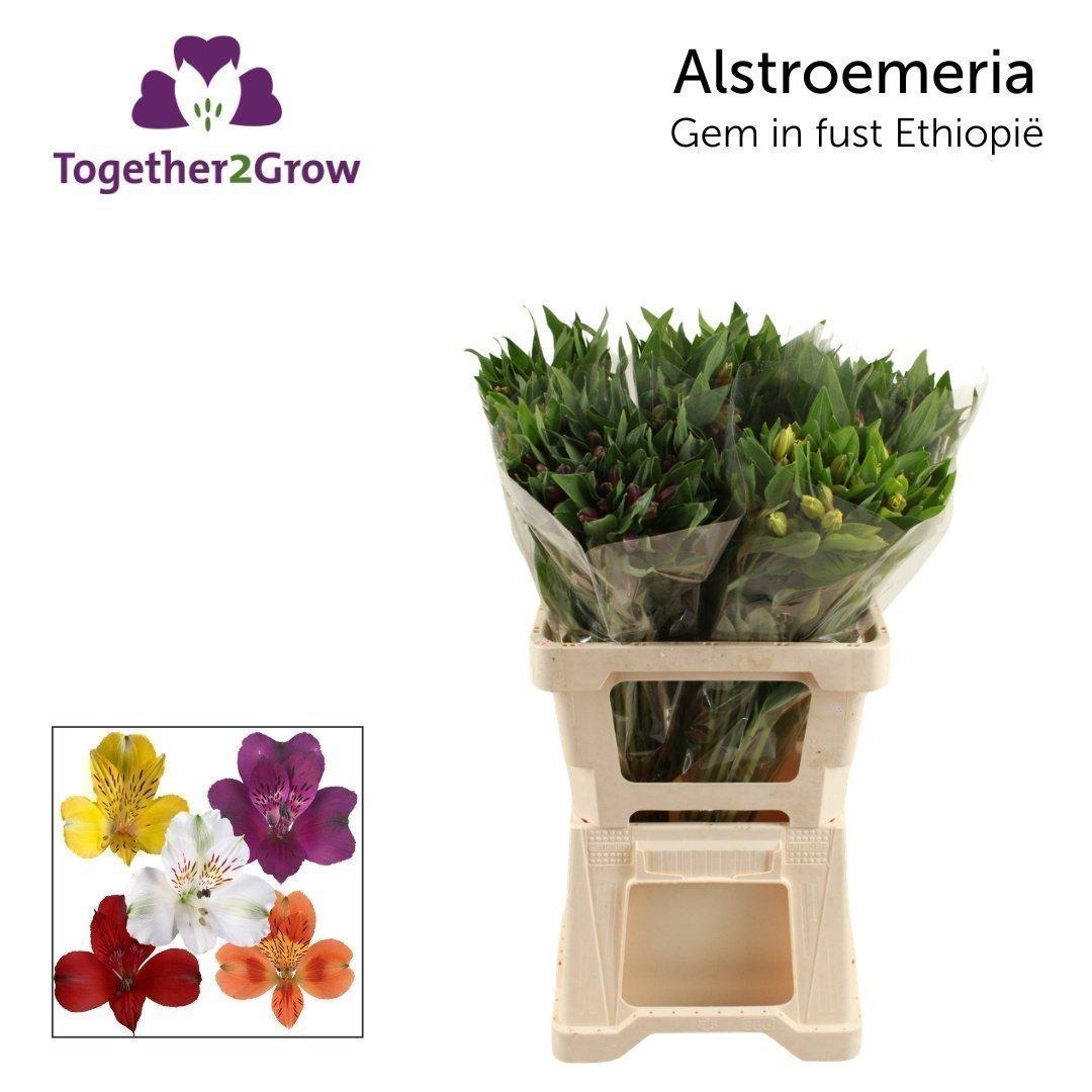 Срезанные цветы оптом Alstroemeria mix in bucket от 50шт из Голландии с доставкой по России