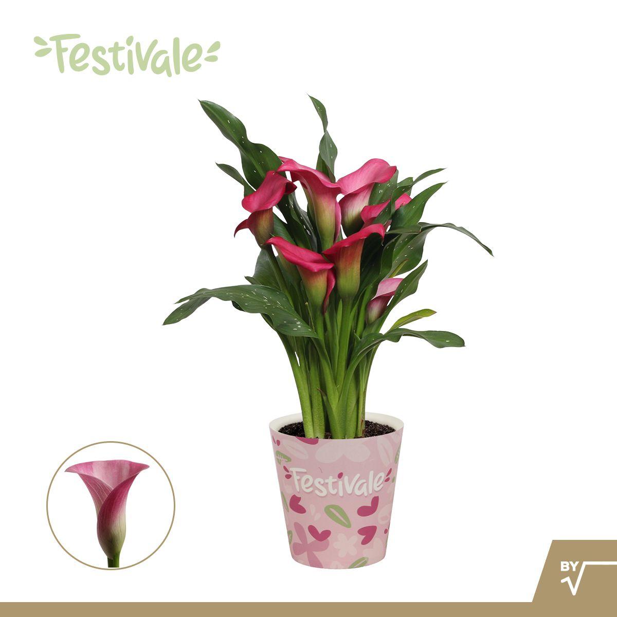 Горшечные цветы и растения оптом Zantedeschia Pink In Paper Cup от 8шт из Голландии с доставкой по России