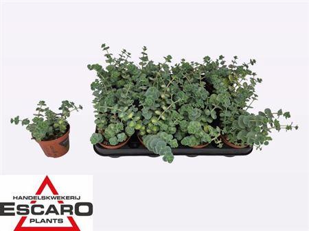 Горшечные цветы и растения оптом Sedum Sieb. Mediovar. P8,5 от 12шт (для телеги) из Голландии с доставкой по России