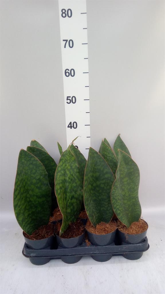 Горшечные цветы и растения оптом Sansevieria ... от 11шт из Голландии с доставкой по России