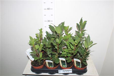 Горшечные цветы и растения оптом Lau Nobilis от 11шт из Голландии с доставкой по России