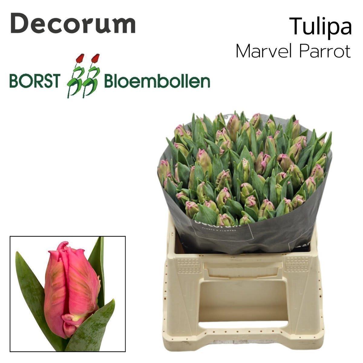 Срезанные цветы оптом Tulipa pa marvel parrot от 50шт из Голландии с доставкой по России