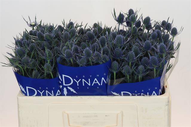 Срезанные цветы оптом Eryngium blue dynamite от 60шт из Голландии с доставкой по России