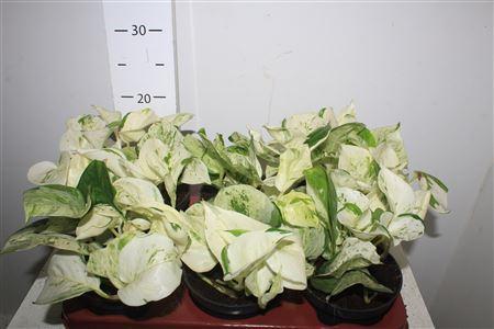 Горшечные цветы и растения оптом Epipr Happy Leaf от 6шт из Голландии с доставкой по России