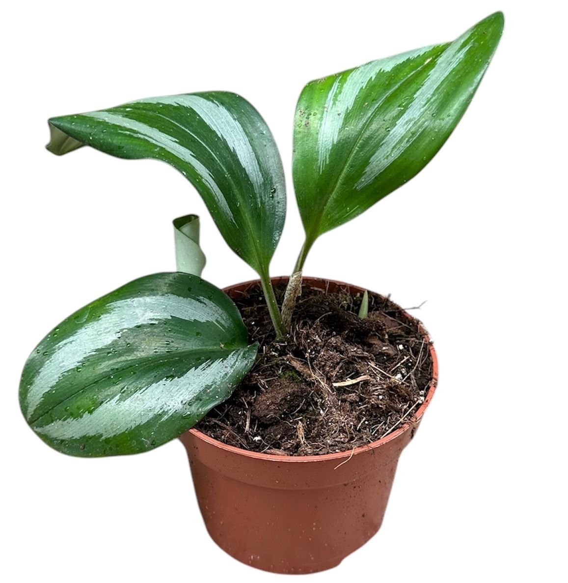 Горшечные цветы и растения оптом Scaphochlamys Scintillans Ooi от 1шт из Голландии с доставкой по России