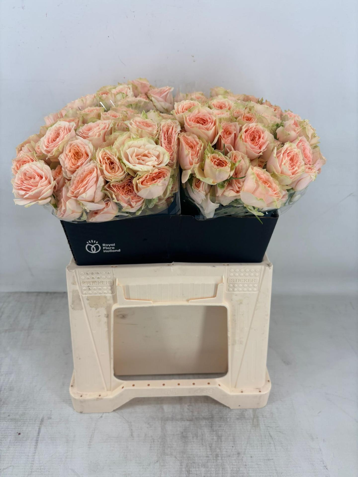 Срезанные цветы оптом Rosa spray holly от 20шт из Голландии с доставкой по России