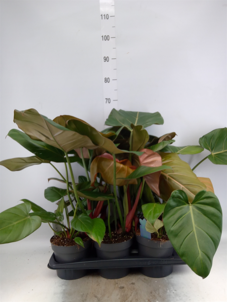 Горшечные цветы и растения оптом Philodendron   ... от 6шт из Голландии с доставкой по России