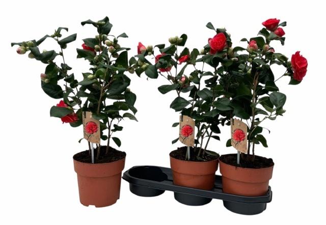 Горшечные цветы и растения оптом Came J Lady Campbel от 3шт из Голландии с доставкой по России