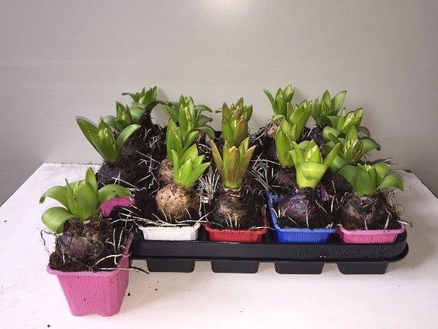 Горшечные цветы и растения оптом Hyacinthus Mix Pearl от 24шт (для телеги) из Голландии с доставкой по России