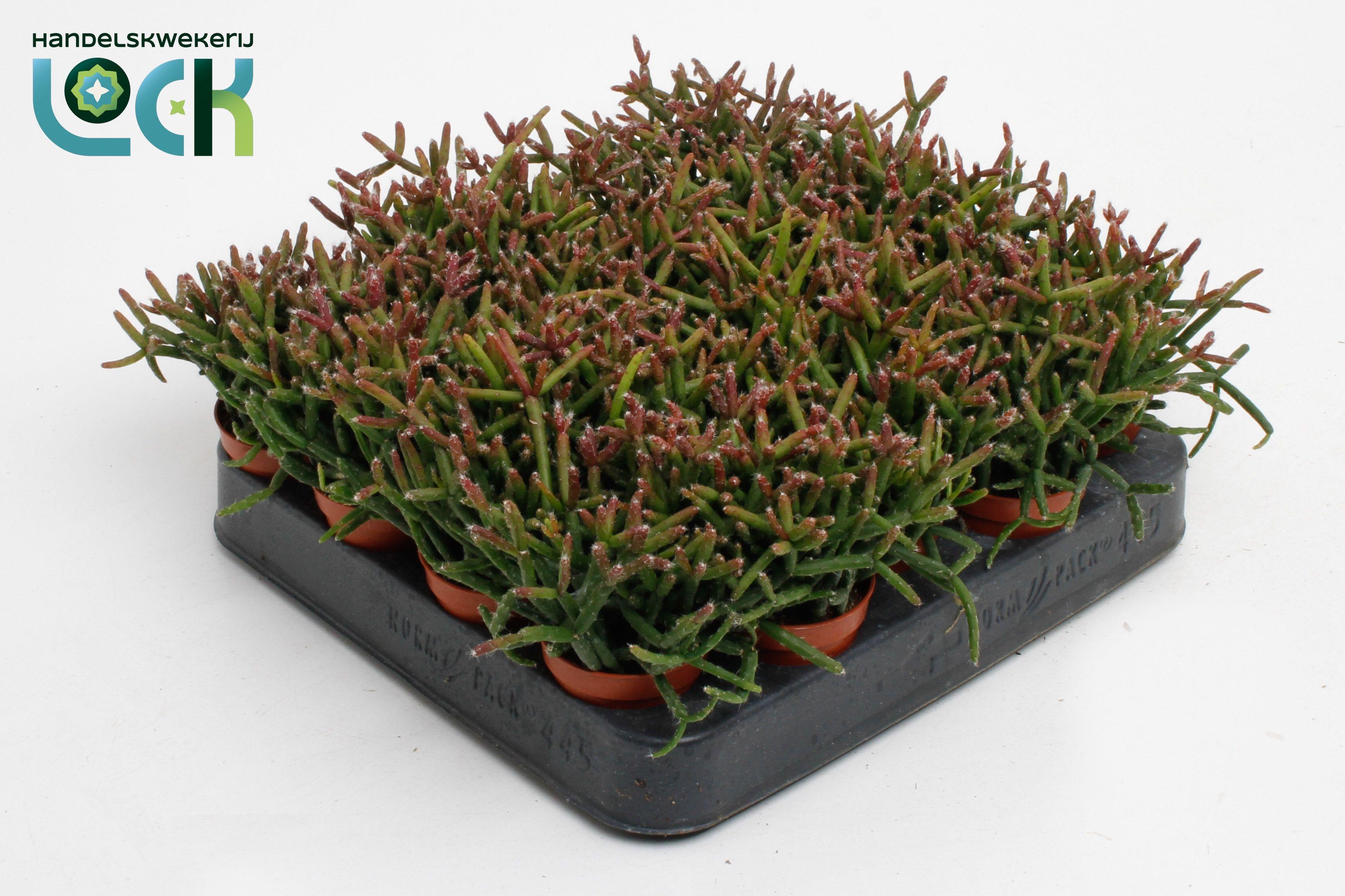 Горшечные цветы и растения оптом Rhipsalis Burchellii от 20шт (для телеги) из Голландии с доставкой по России