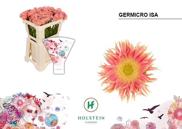 Срезанные цветы оптом Germini germicro isa от 100шт из Голландии с доставкой по России
