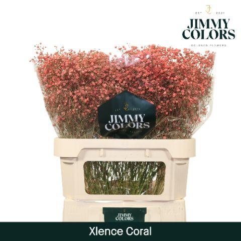 Срезанные цветы оптом Gyps large paint coral от 50шт из Голландии с доставкой по России