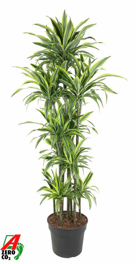 Горшечные цветы и растения оптом Drac Lemon Lime 150-carrousel от 1шт из Голландии с доставкой по России