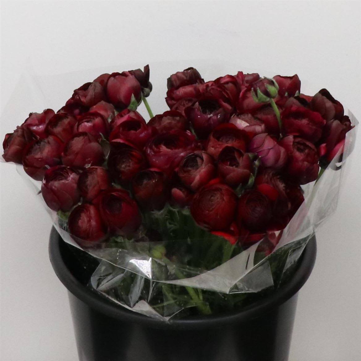 Срезанные цветы оптом Ranunculus elegance violet от 50шт из Голландии с доставкой по России