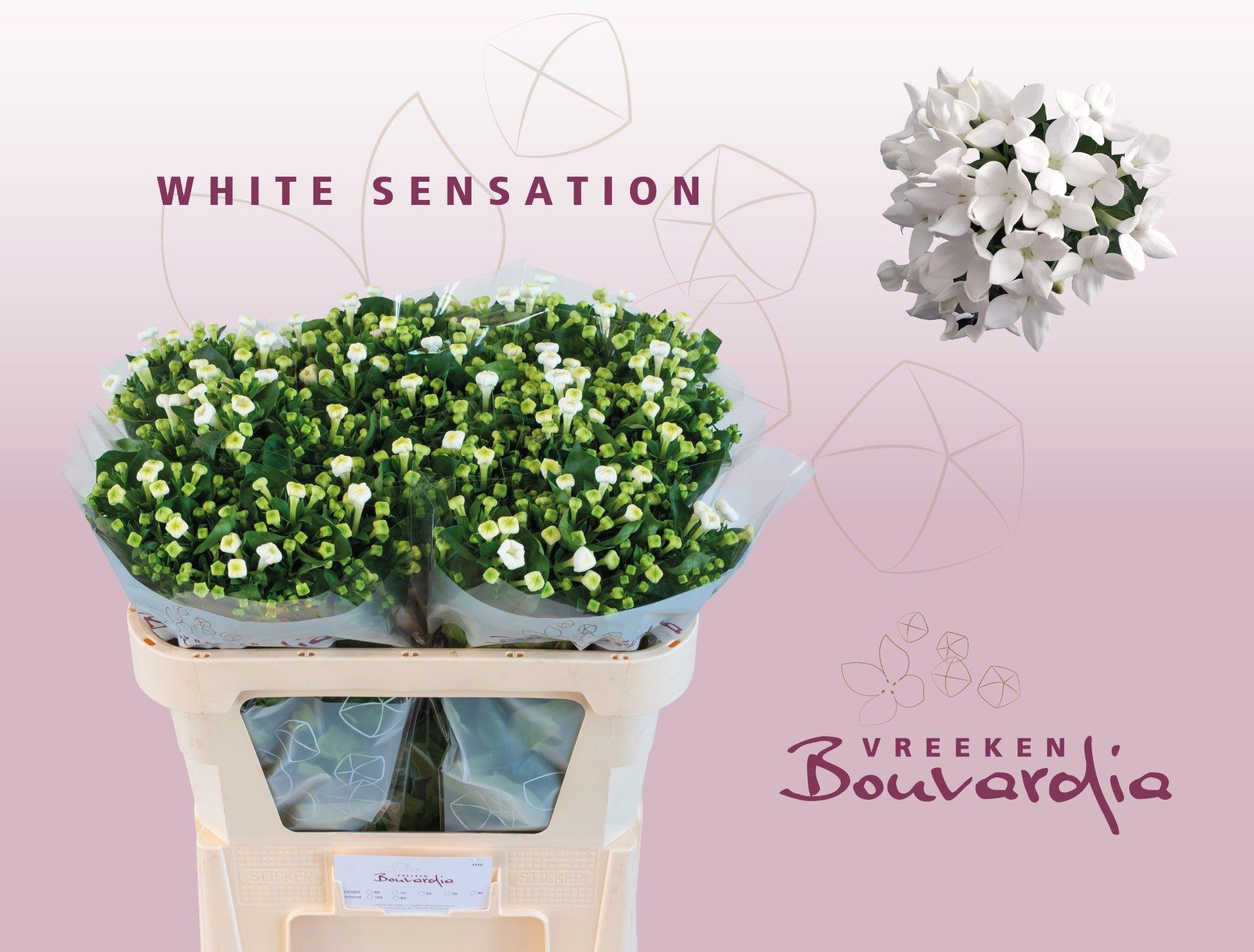 Срезанные цветы оптом Bouvardia si white sensation от 50шт. из Голландии с доставкой по России