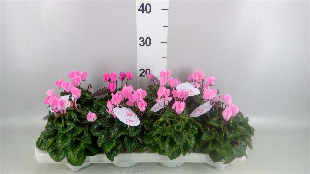 Горшечные цветы и растения оптом Cyclamen Kl odora Salmon Flamed от 8шт (для телеги) из Голландии с доставкой по России