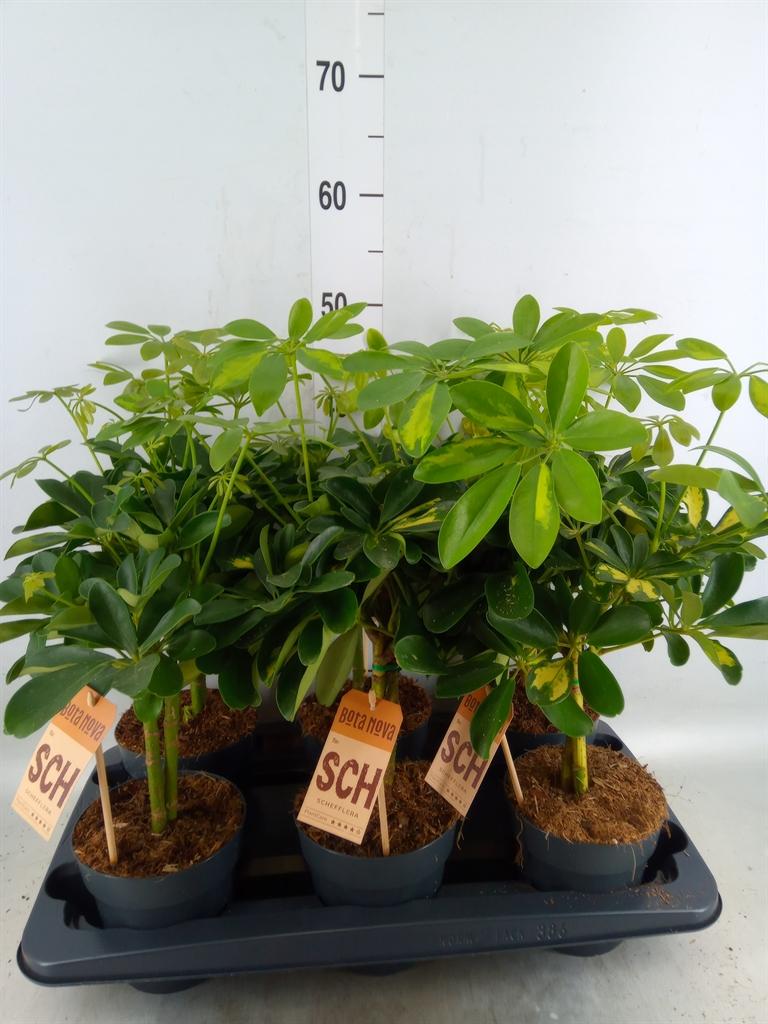 Горшечные цветы и растения оптом Schefflera Arbor.   ... от 6шт из Голландии с доставкой по России