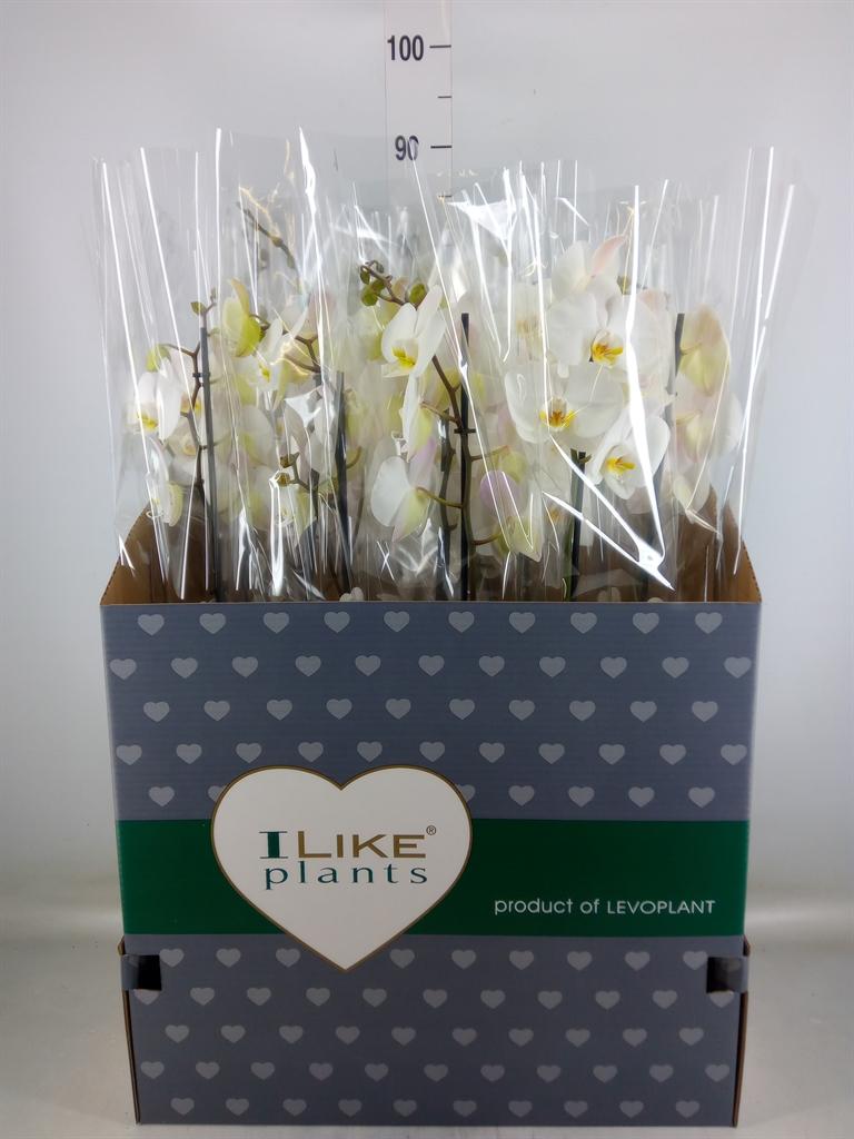 Горшечные цветы и растения оптом Phalaenopsis   ...white от 12шт' из Голландии с доставкой по России