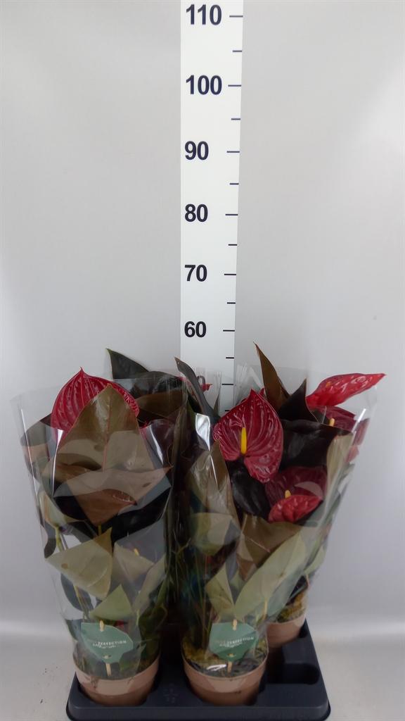 Горшечные цветы и растения оптом Anthurium Andr. delicata от 4шт из Голландии с доставкой по России