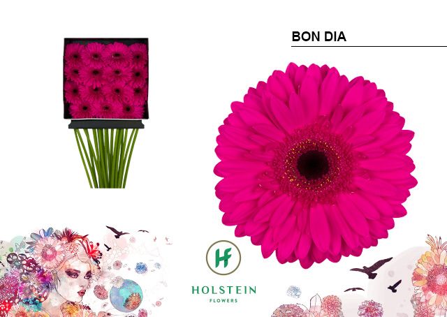 Срезанные цветы оптом Gerbera diamond bon dia от 15шт из Голландии с доставкой по России