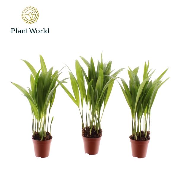 Горшечные цветы и растения оптом Dypsis Tiny Pammy (decorum) от 20шт (для телеги) из Голландии с доставкой по России