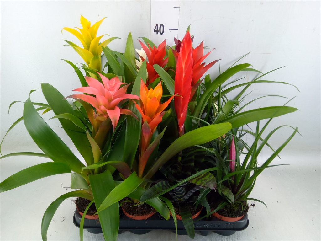 Горшечные цветы и растения оптом Bromelia   ...mix от 12шт (для телеги) из Голландии с доставкой по России