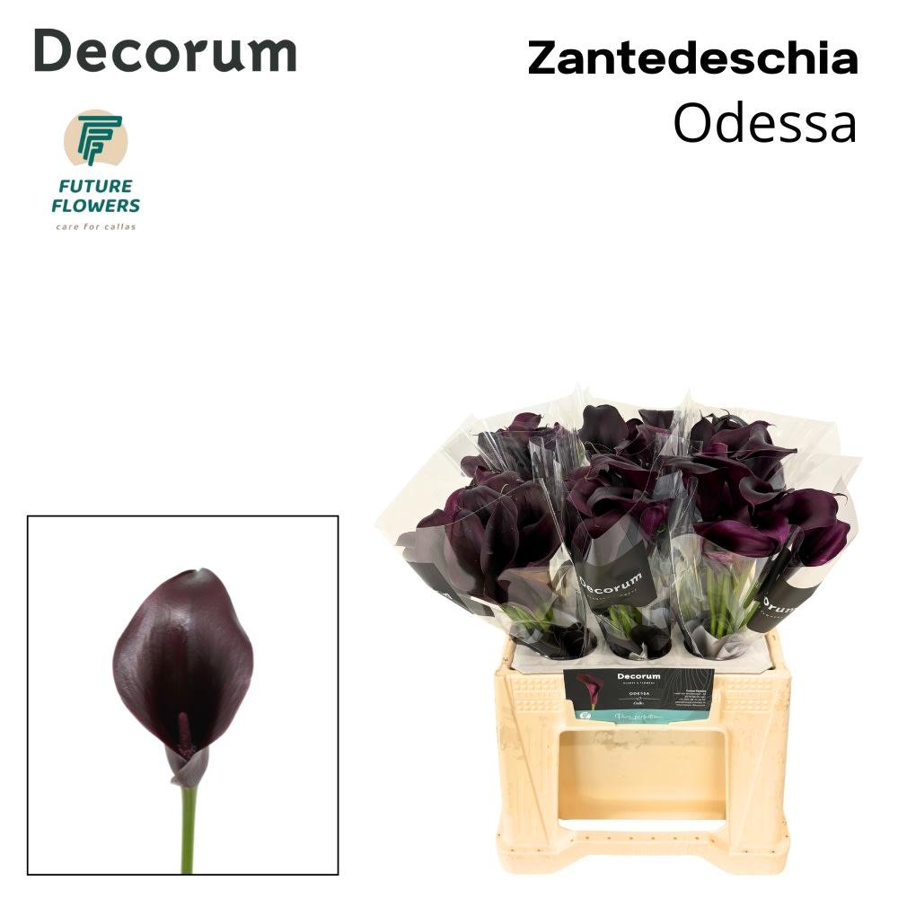 Срезанные цветы оптом Zantedeschia odessa от 60шт из Голландии с доставкой по России