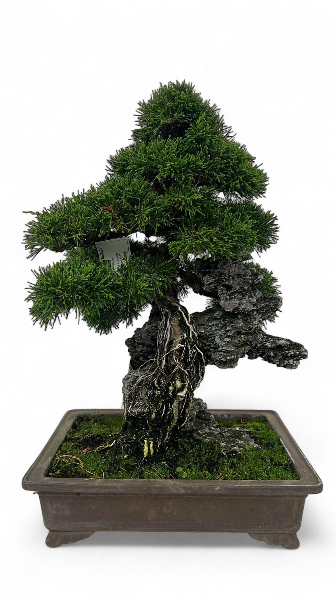 Горшечные цветы и растения оптом Juniperus Chinensis Over Rock, 33 Cm., Height 50cm от 1шт из Голландии с доставкой по России