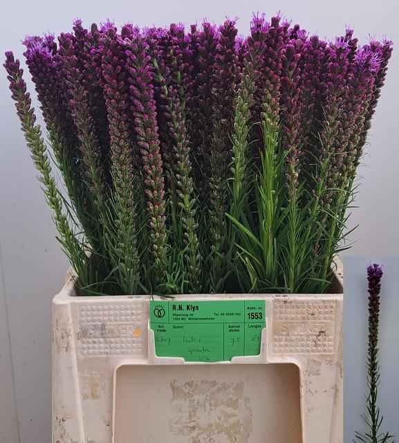 Срезанные цветы оптом Liatris spicata от 200шт из Голландии с доставкой по России