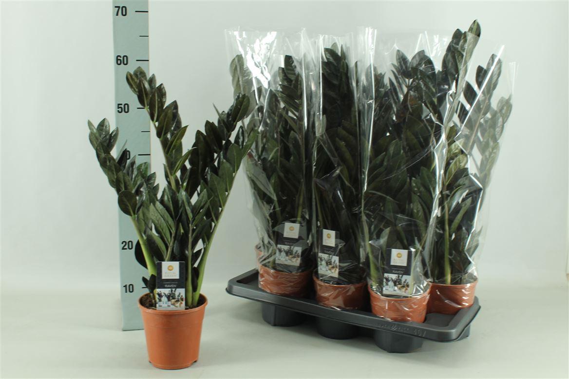 Горшечные цветы и растения оптом Zamioculcas Raven 4+ от 7шт из Голландии с доставкой по России