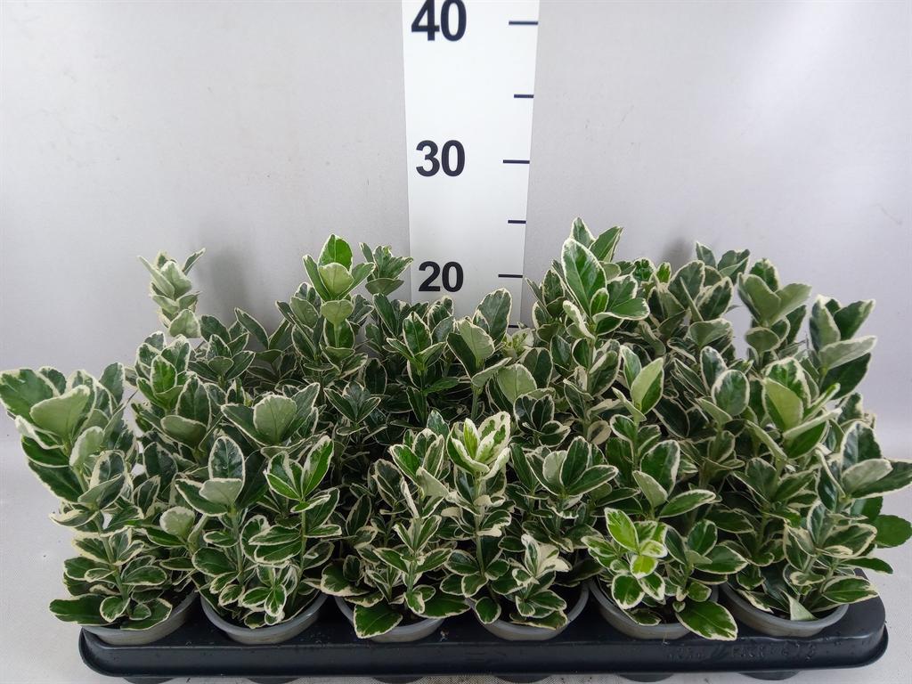 Горшечные цветы и растения оптом Euonymus Japon. kathy от 18шт (для телеги) из Голландии с доставкой по России