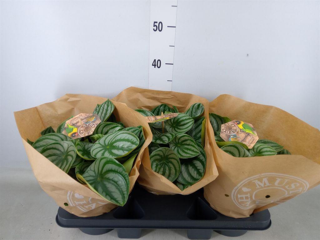 Горшечные цветы и растения оптом Peperomia Argyreia от 3шт из Голландии с доставкой по России