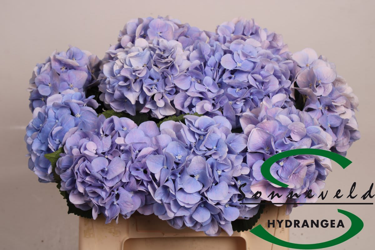 Срезанные цветы оптом Hydrangea marsepein blue от 10шт из Голландии с доставкой по России
