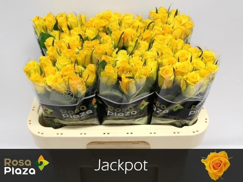 Срезанные цветы оптом Rosa large jackpot+ от 100шт из Голландии с доставкой по России