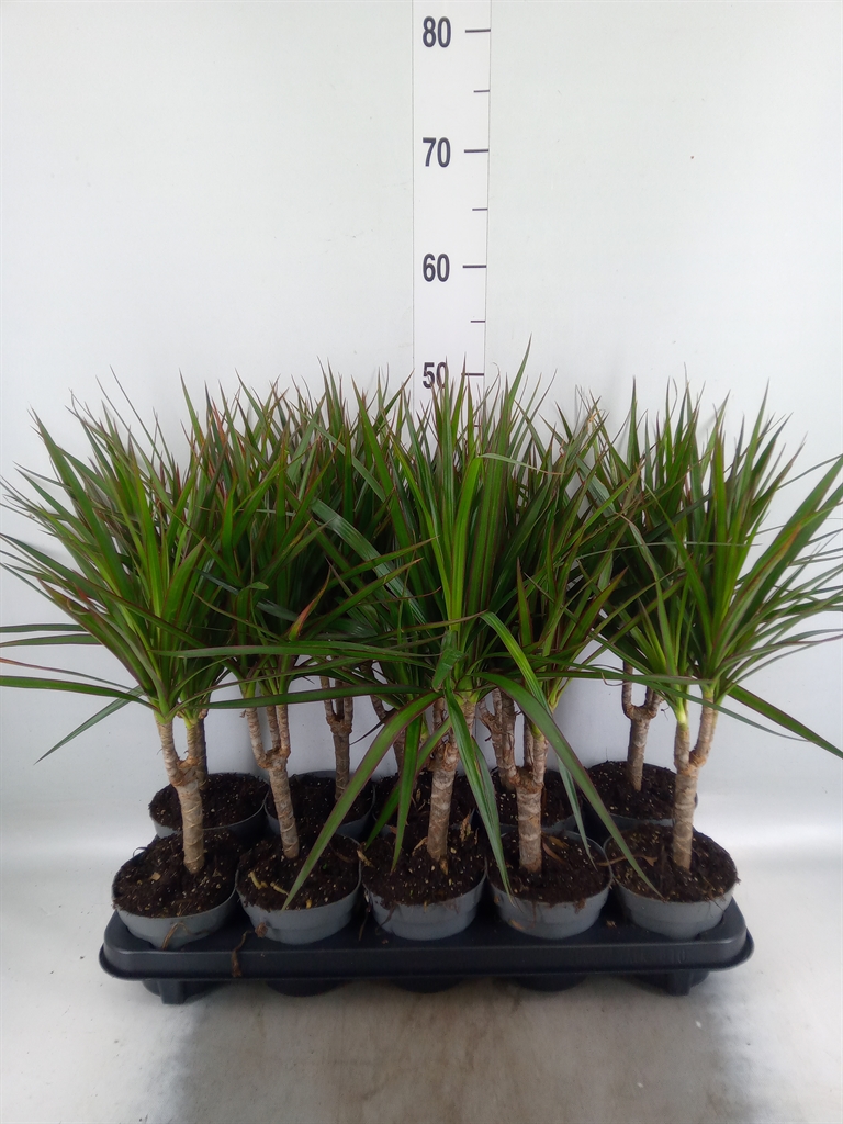 Горшечные цветы и растения оптом Dracaena Marg. от 10шт из Голландии с доставкой по России