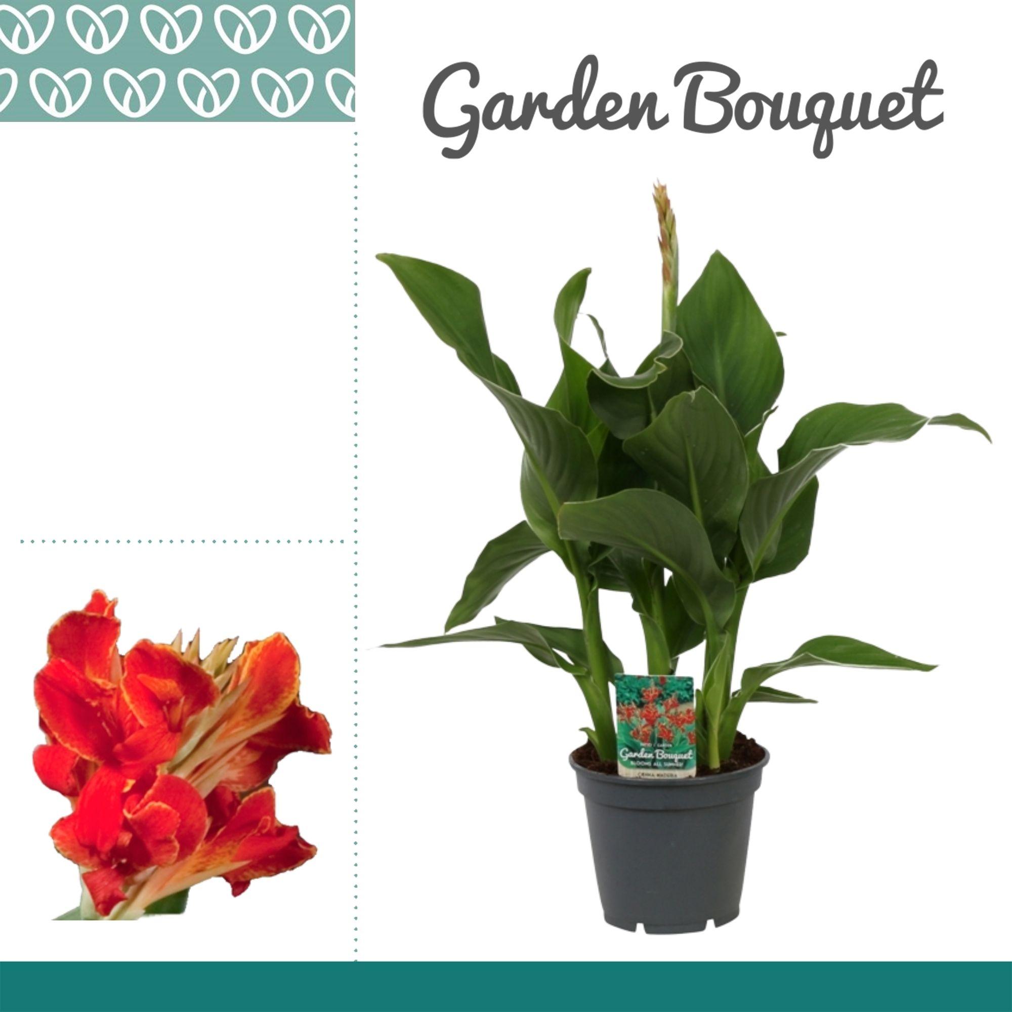 Горшечные цветы и растения оптом Canna Madeira от 6шт из Голландии с доставкой по России