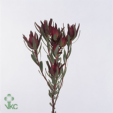 Срезанные цветы оптом Leucadendron salignum blush от 50шт из Голландии с доставкой по России