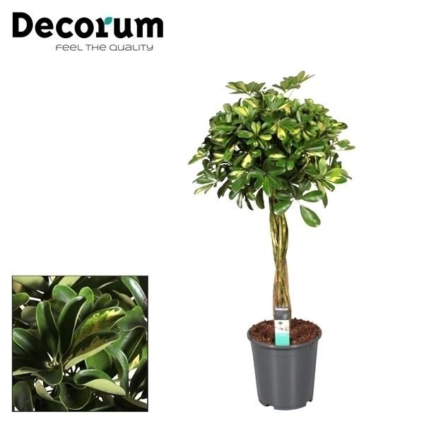 Горшечные цветы и растения оптом Schefflera Gold Capella Multivlecht (decorum) от 1шт из Голландии с доставкой по России