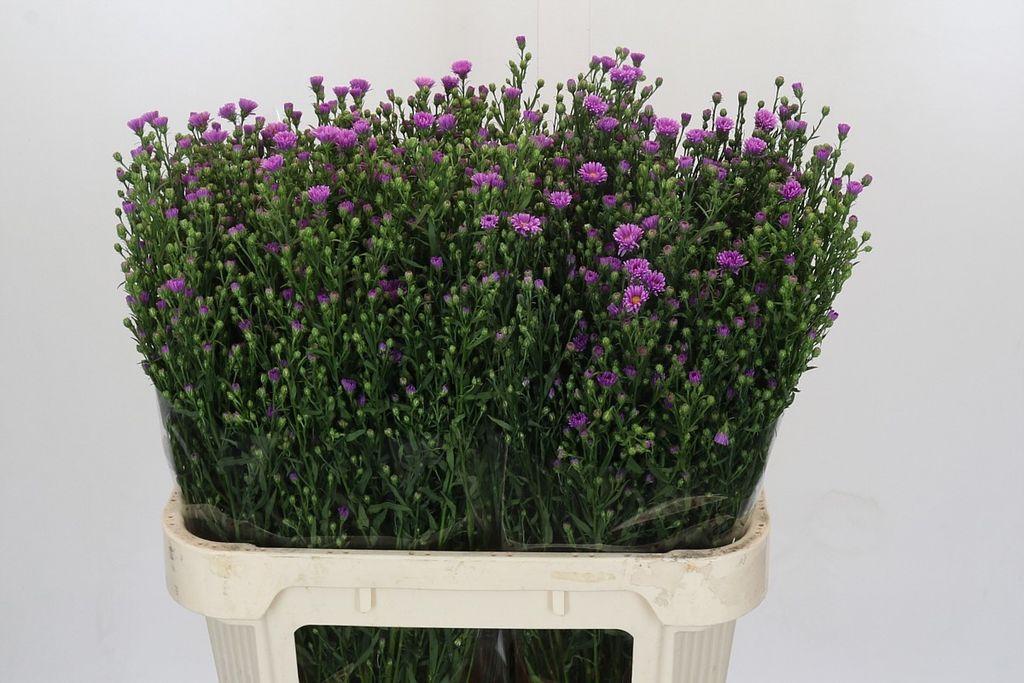 Срезанные цветы оптом Aster casarosa от 75шт из Голландии с доставкой по России