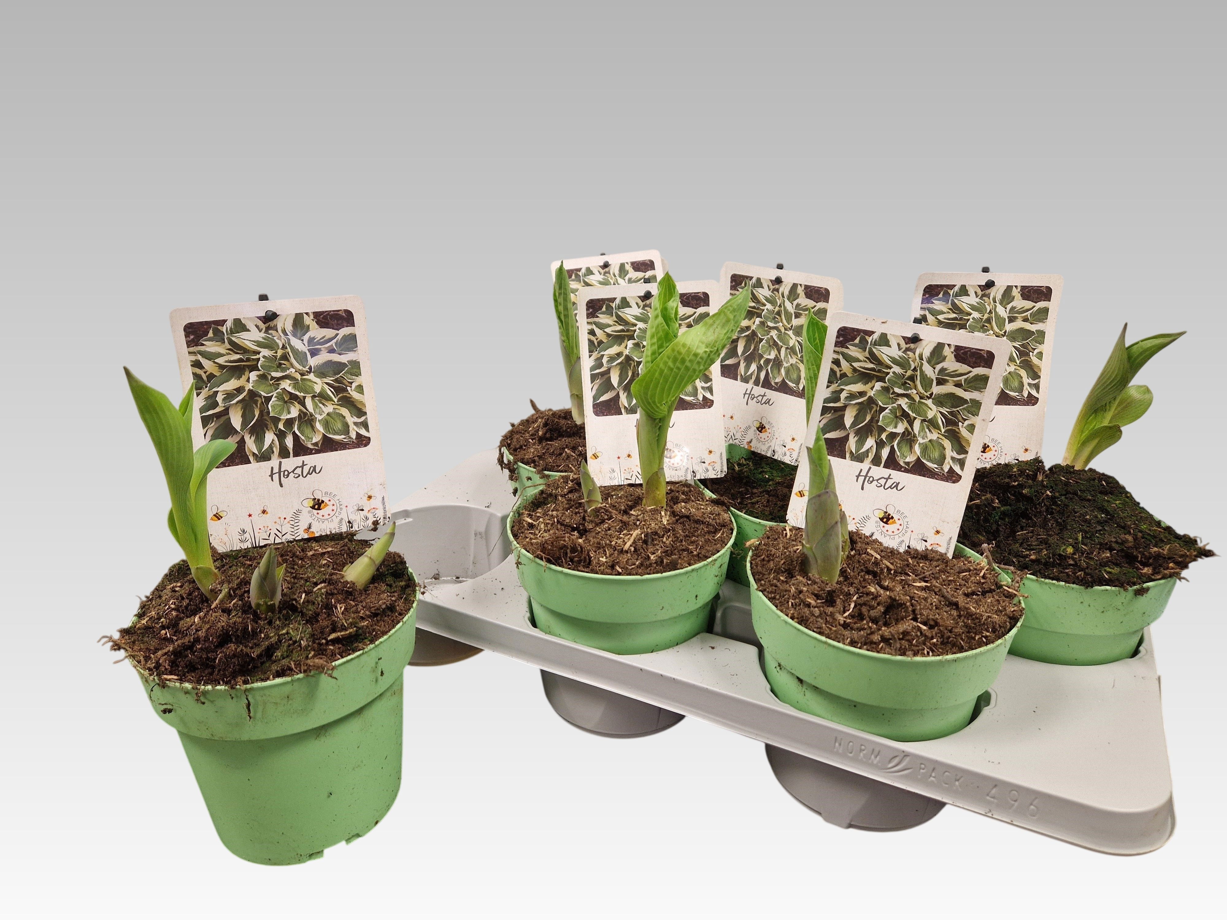 Горшечные цветы и растения оптом Host Twilight от 6шт из Голландии с доставкой по России