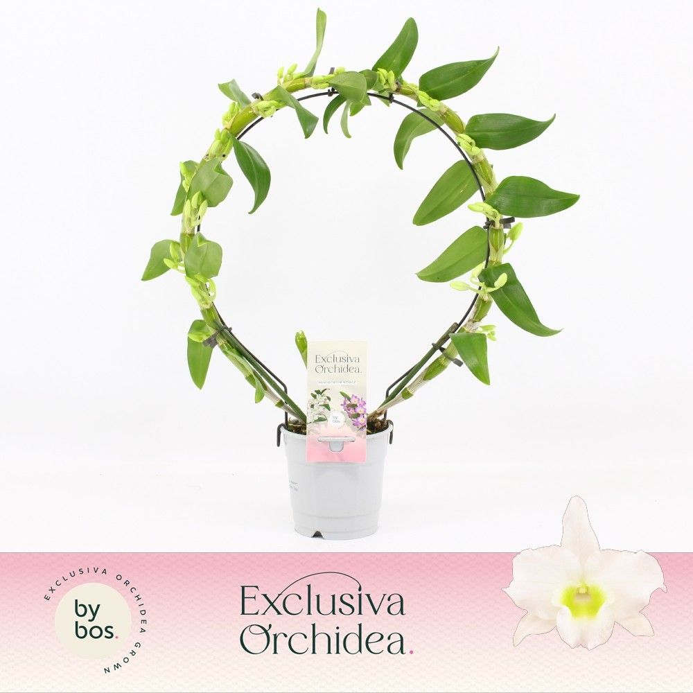 Горшечные цветы и растения оптом Dendr Nob Bow Apollon Exclusiva Orchidea от 5шт из Голландии с доставкой по России