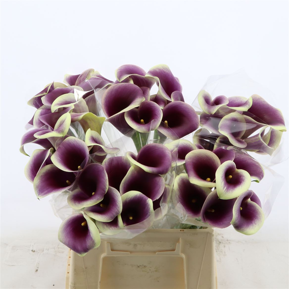 Срезанные цветы оптом Zantedeschia captain ranomi от 60шт из Голландии с доставкой по России