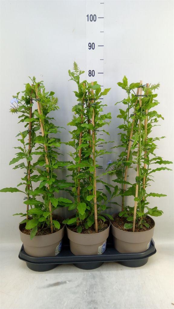 Горшечные цветы и растения оптом Plumbago Auriculata от 3шт из Голландии с доставкой по России