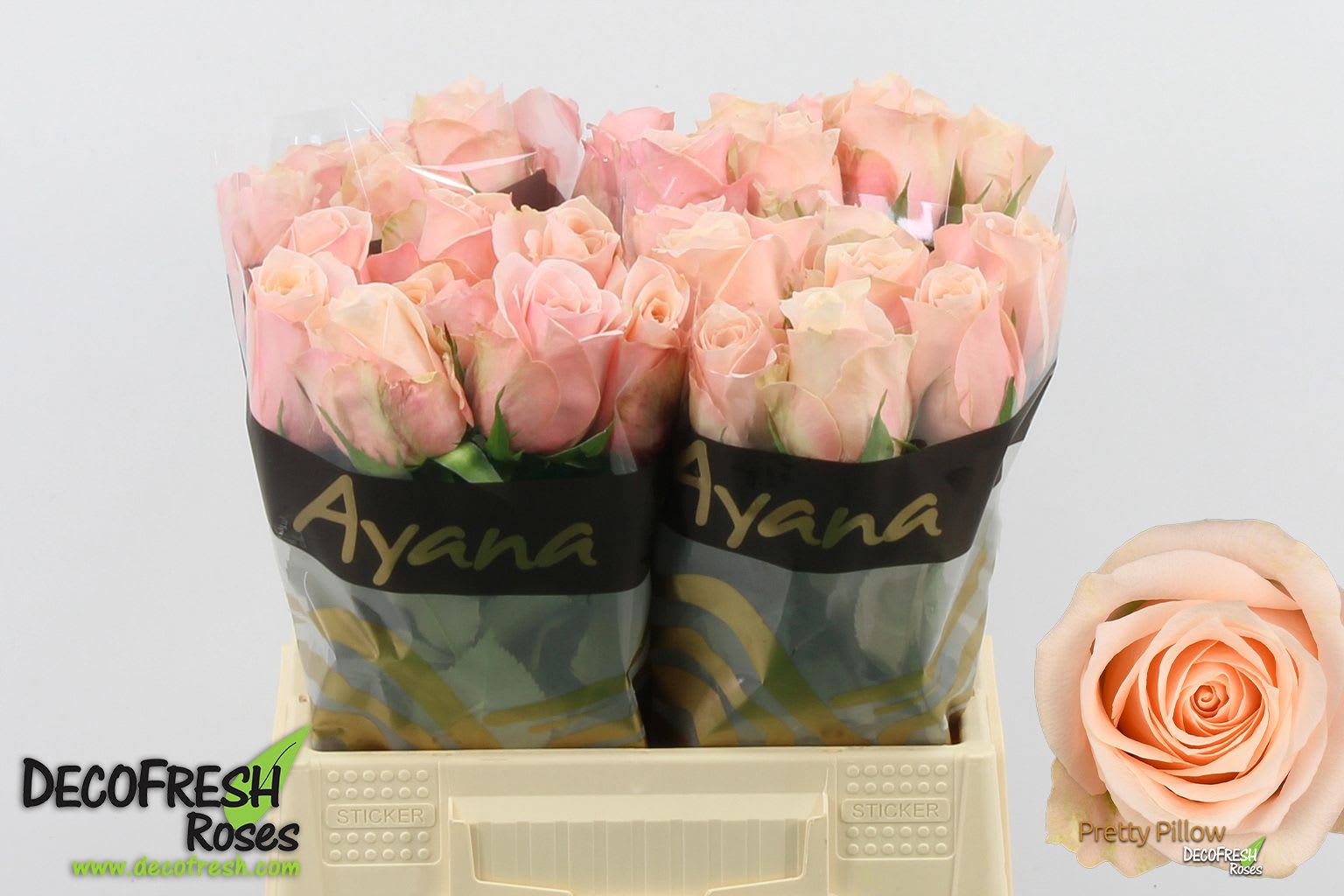 Срезанные цветы оптом Rosa large pretty pillow от 40шт из Голландии с доставкой по России