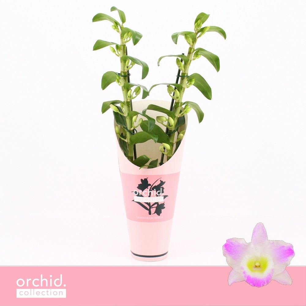 Горшечные цветы и растения оптом Dendr Nob 2st Pandora Orchid от 6шт из Голландии с доставкой по России