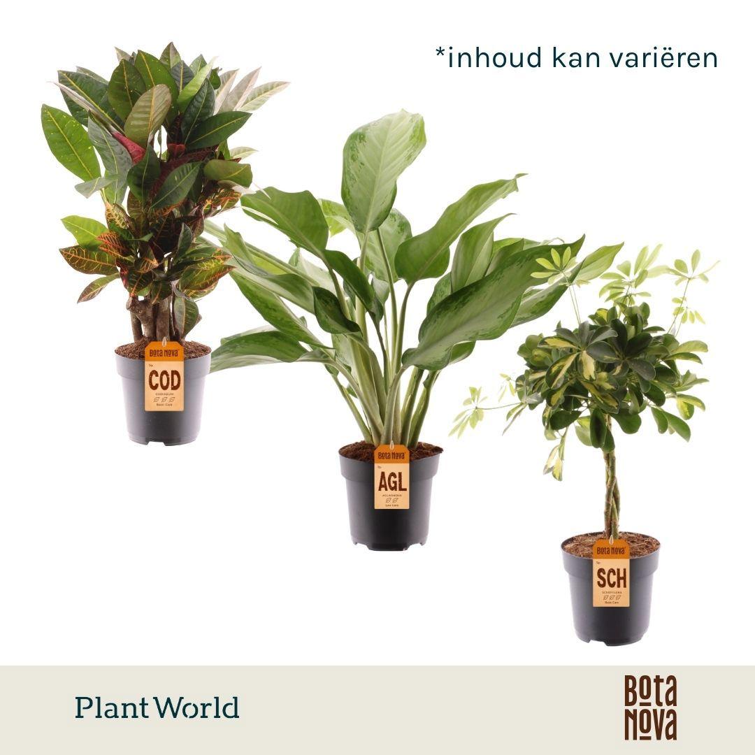 Горшечные цветы и растения оптом Plantmix Santorini (diverse Soorten) от 6шт из Голландии с доставкой по России