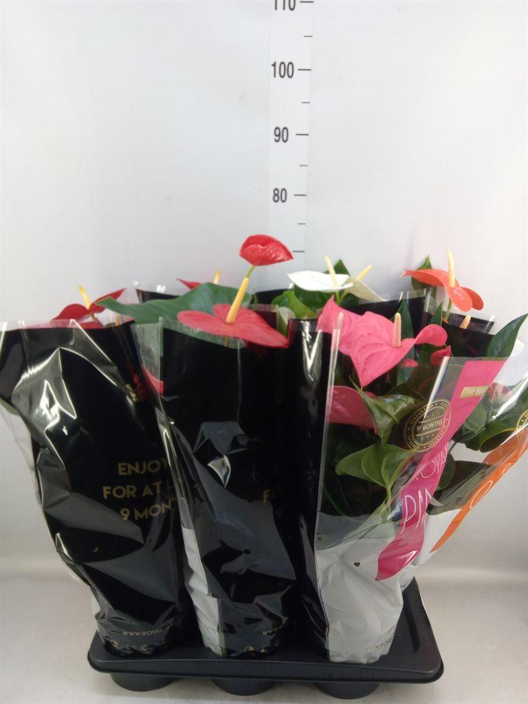 Горшечные цветы и растения оптом Anthurium   ...mix от 6шт из Голландии с доставкой по России