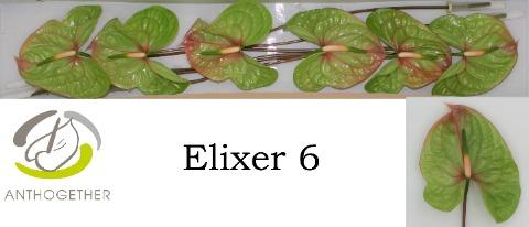 Срезанные цветы оптом Anthurium elixer от 15шт из Голландии с доставкой по России