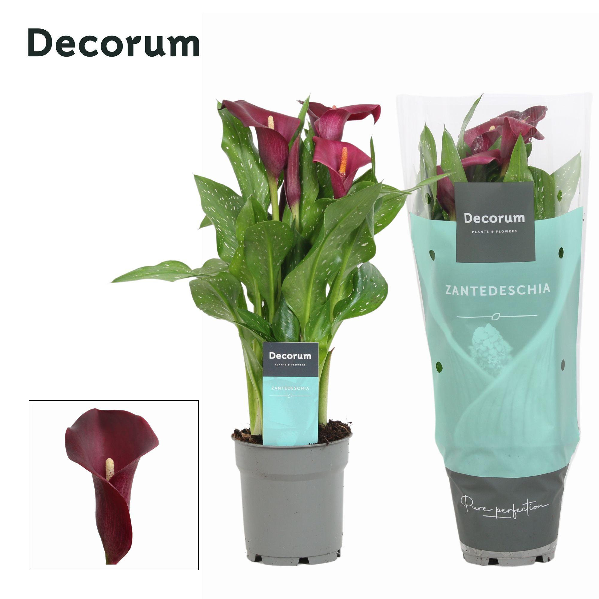 Горшечные цветы и растения оптом Zantedeschia Red (decorum) от 10шт из Голландии с доставкой по России